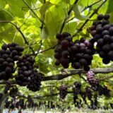 「ぶどう狩りと信玄餅詰め放題ツアー」を開催しました