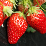 「宇都宮餃子といちご狩りツアー」を開催しました